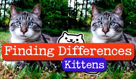 Finding Differences: Kittens